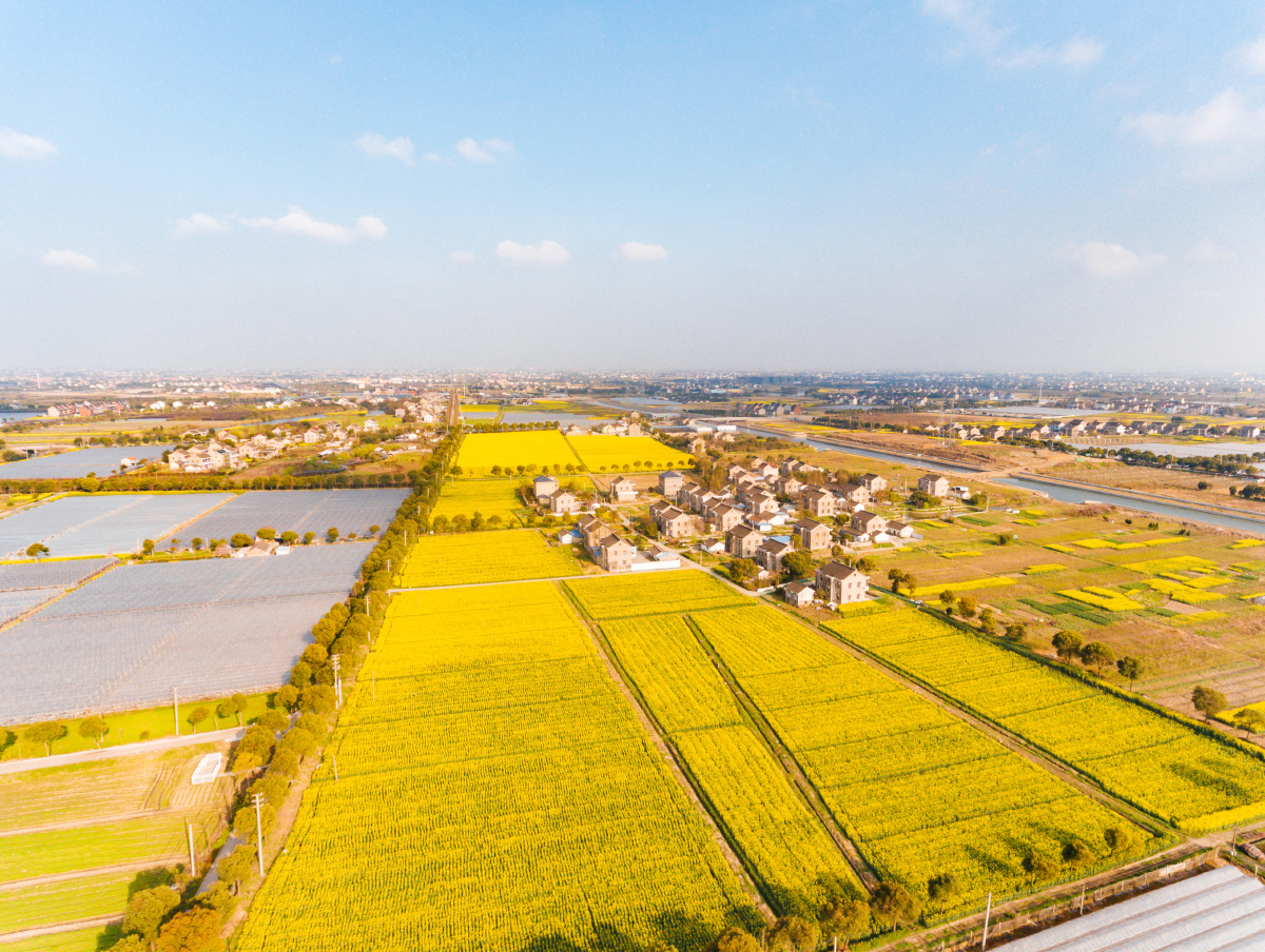 鸟瞰130亩油菜花海