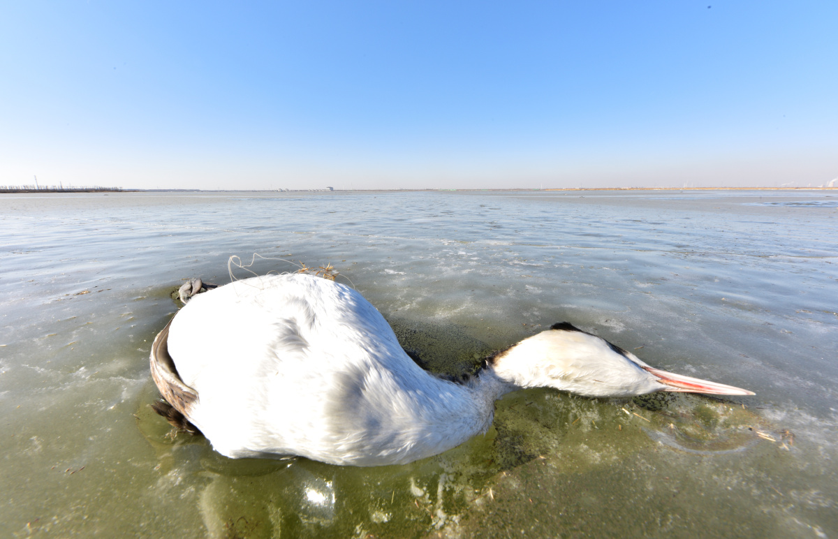 官港湿地的湖冰上因极寒天气冻饿而死的水鸟!