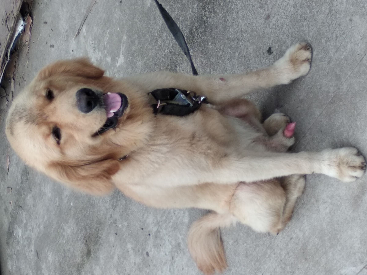 这金毛到了乡下也变成土狗