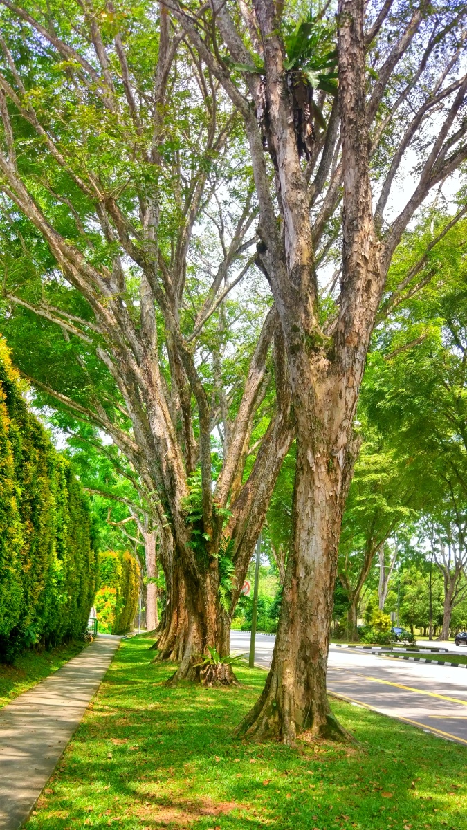 斑驳- 小木小木 - 图虫网 - 优质摄影师交流社区