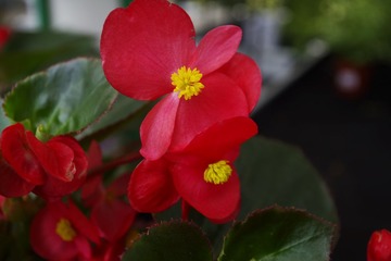 _IGP0954.jpg