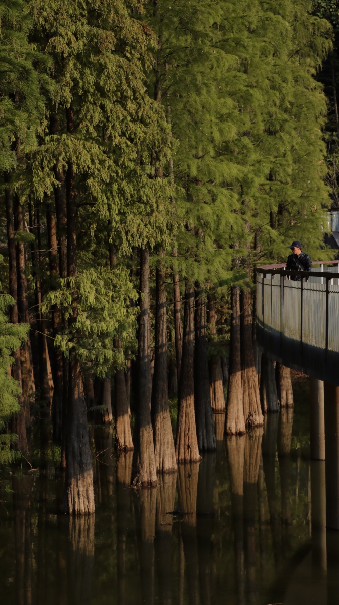 青山湖水上森林公园