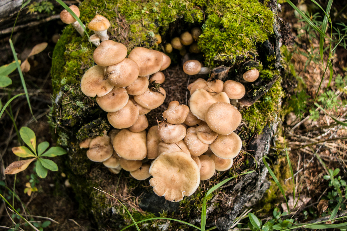 家乡的味道白桦蘑