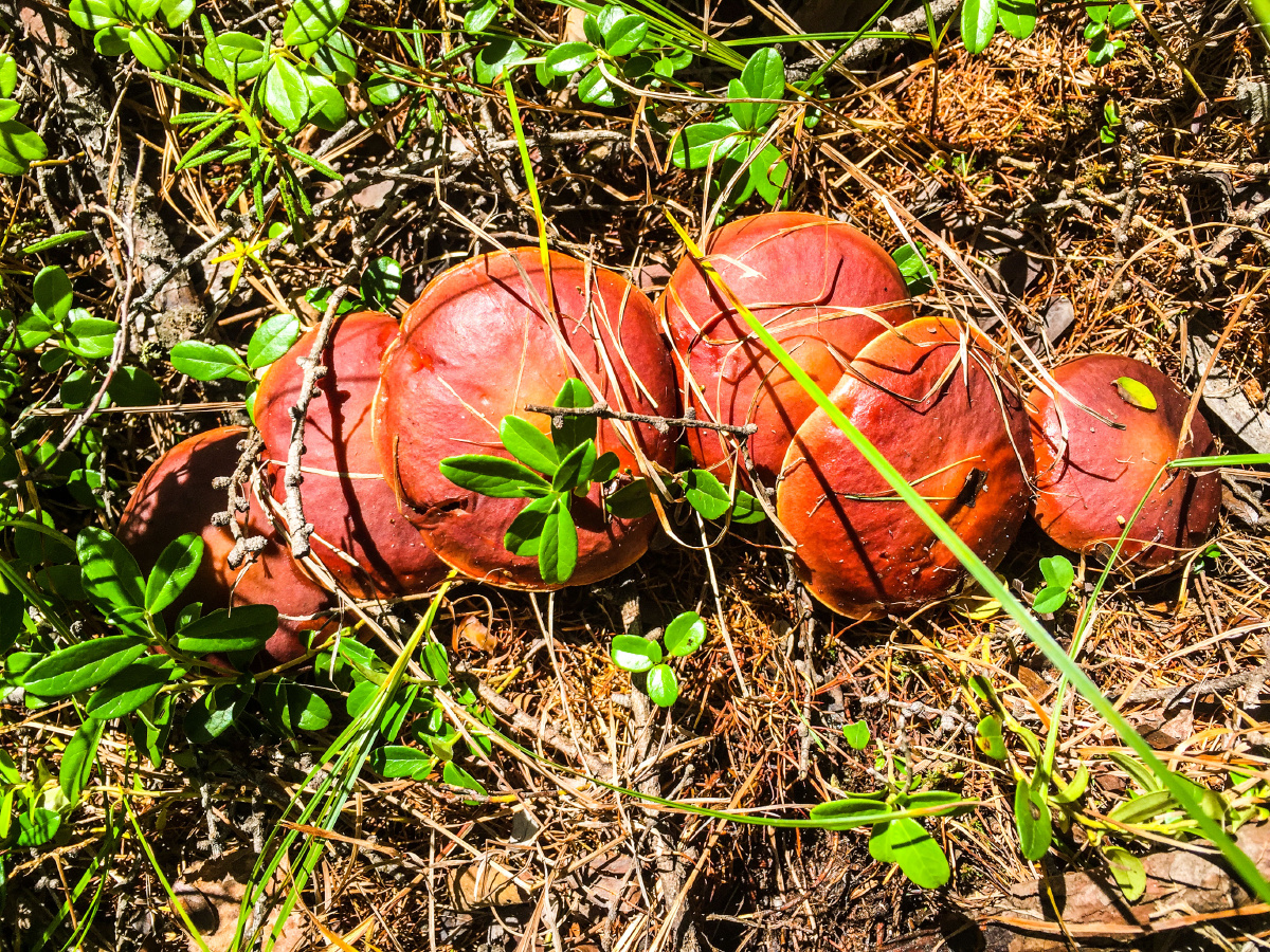 手机摄影家乡大兴安岭地区塔源牛肝菌俗称粘团子