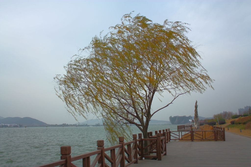 秋天湖边，孤独的柳树，在随风摇曳！<br />
秋天到了，湖边孤独的柳树，在随着寒风摇曳！