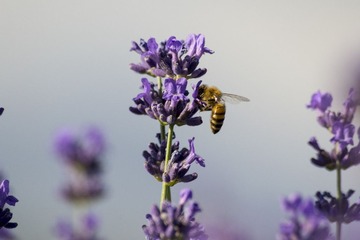DSC_0063.jpg