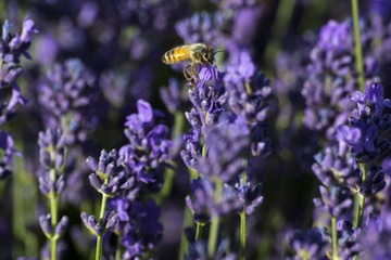 DSC_0066.jpg