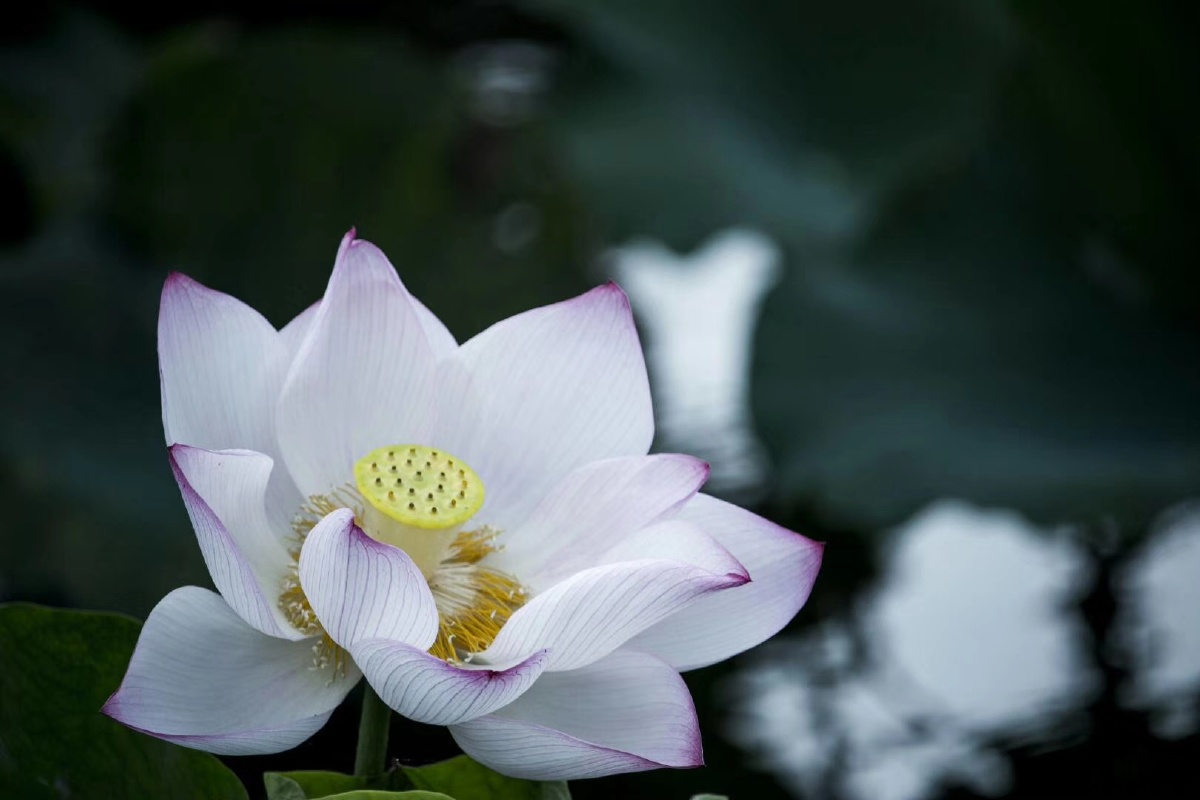 澈- 神仙鹿 - 图虫网 - 优质摄影师交流社区