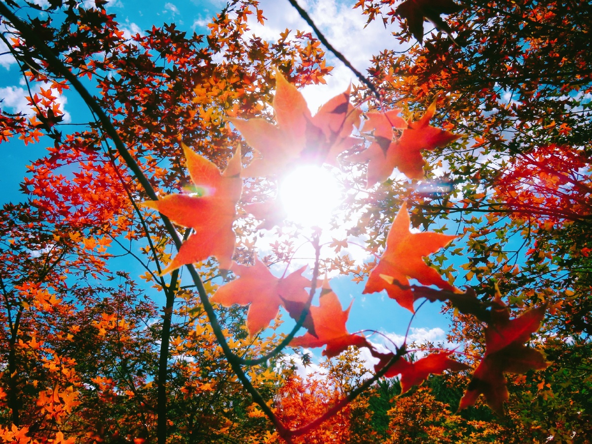 枫叶围绕着太阳