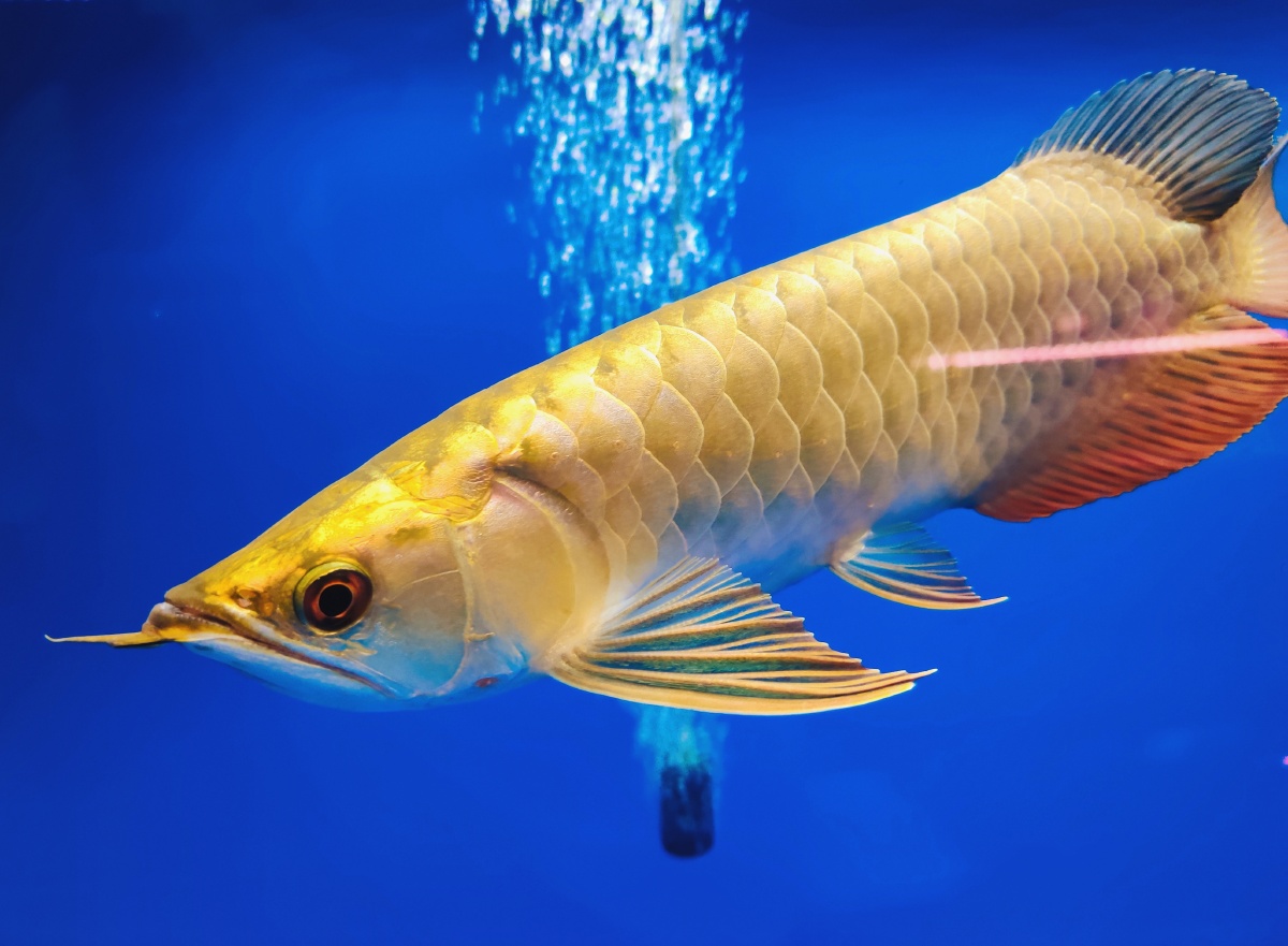 金龙鱼111来自深圳花鸟市场