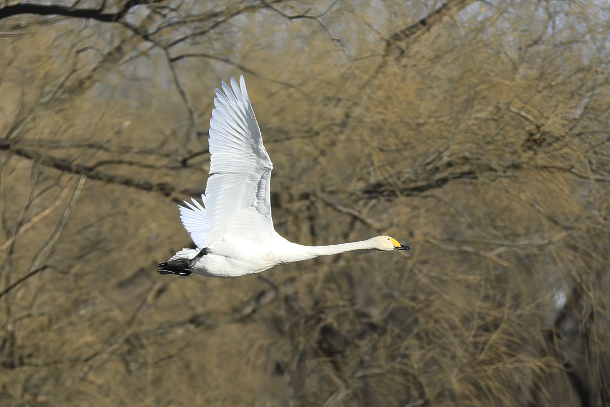 飞翔的大天鹅06