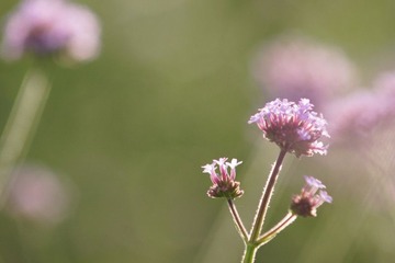 DSC01676.JPG