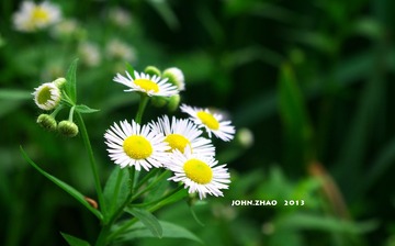 IMGP1401.jpg