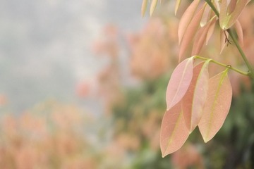 DSCF2312.jpg