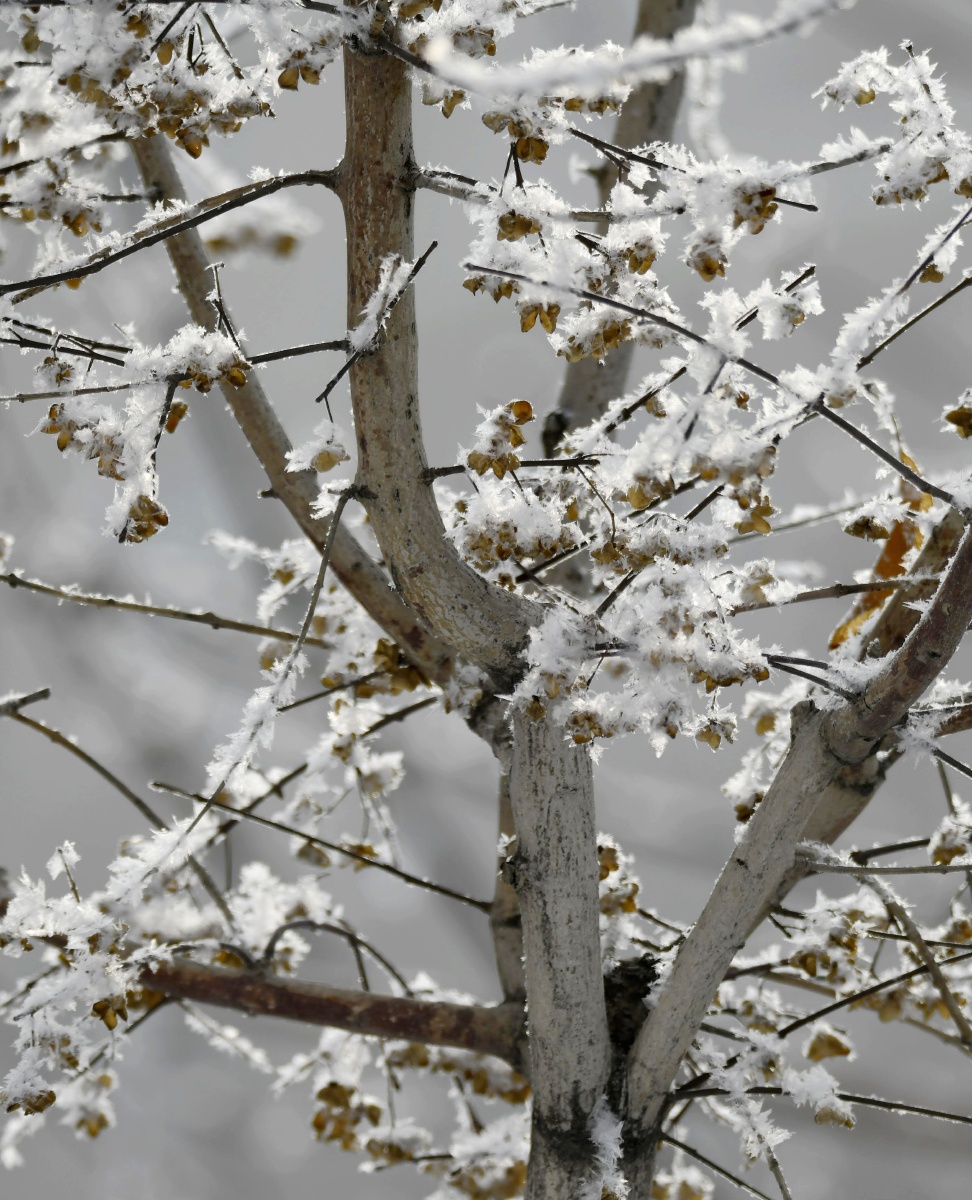 冰花又名未央花