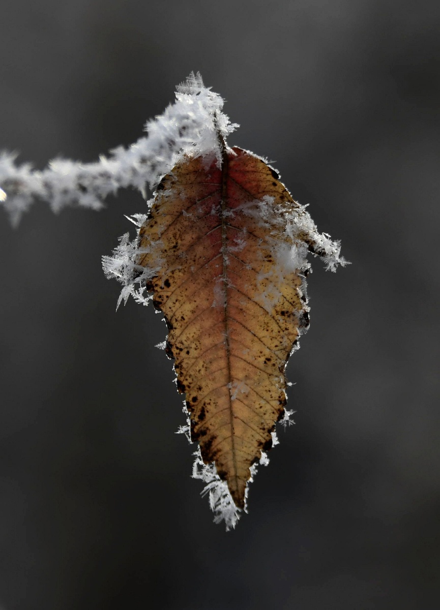 冰花又名未央花