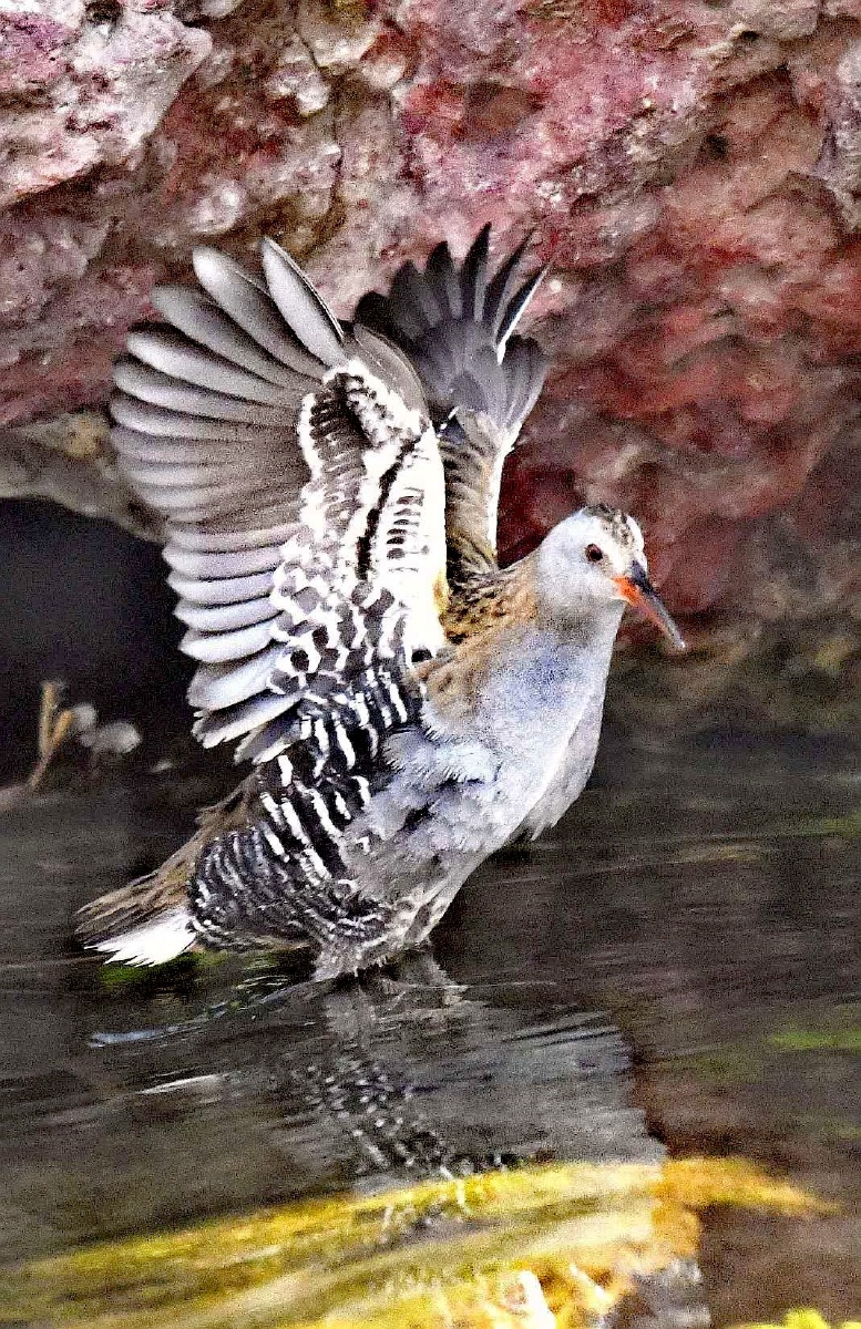 有一种鸡叫秧鸡,到了新疆就叫西方秧鸡.洋气.其它地方叫普通秧鸡.
