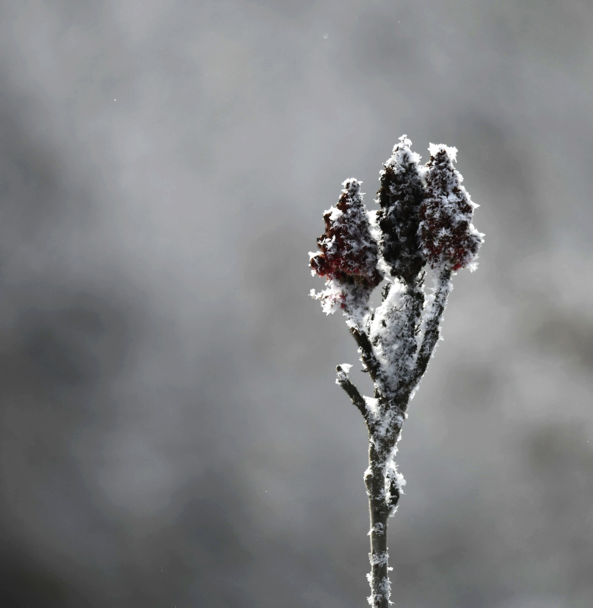 冰花又名未央花