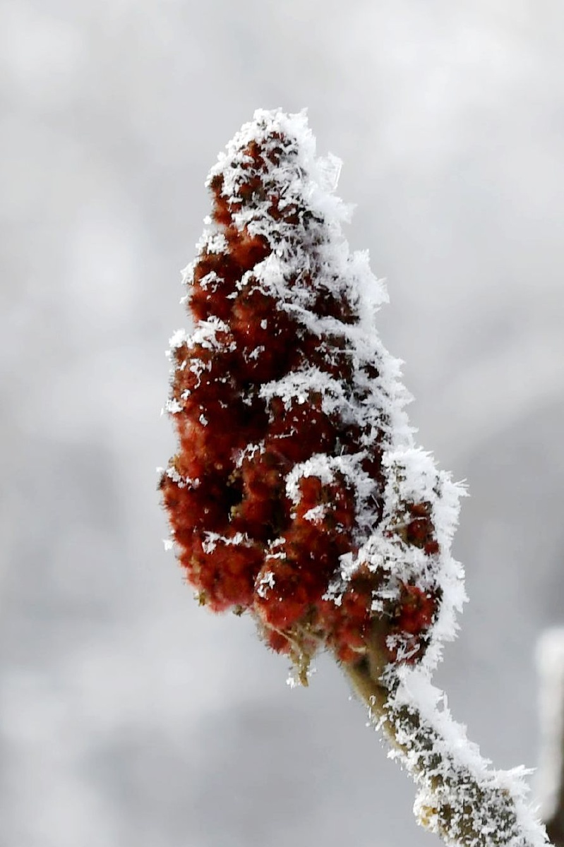 冰花又名未央花