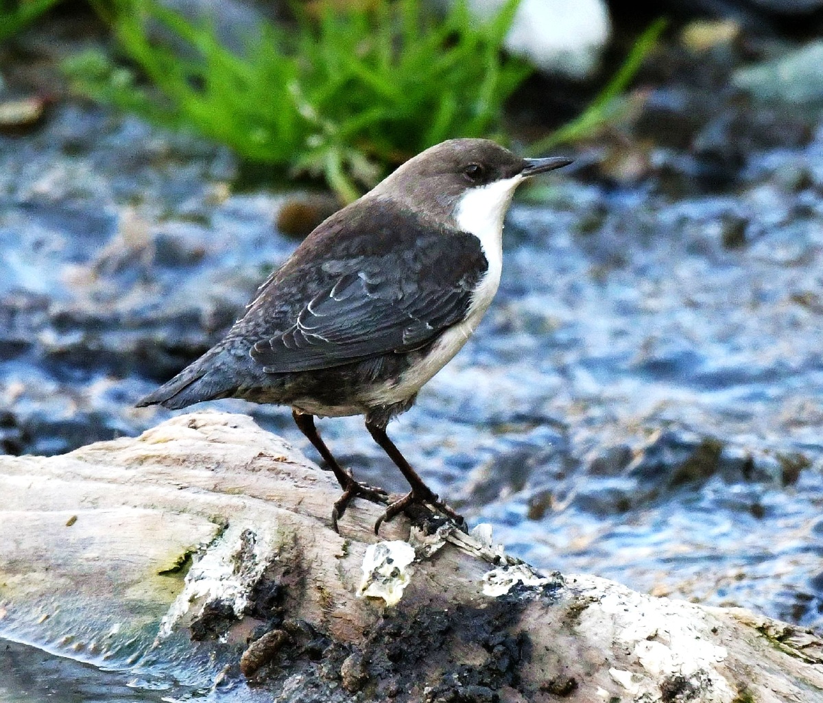 河乌.新疆米泉.