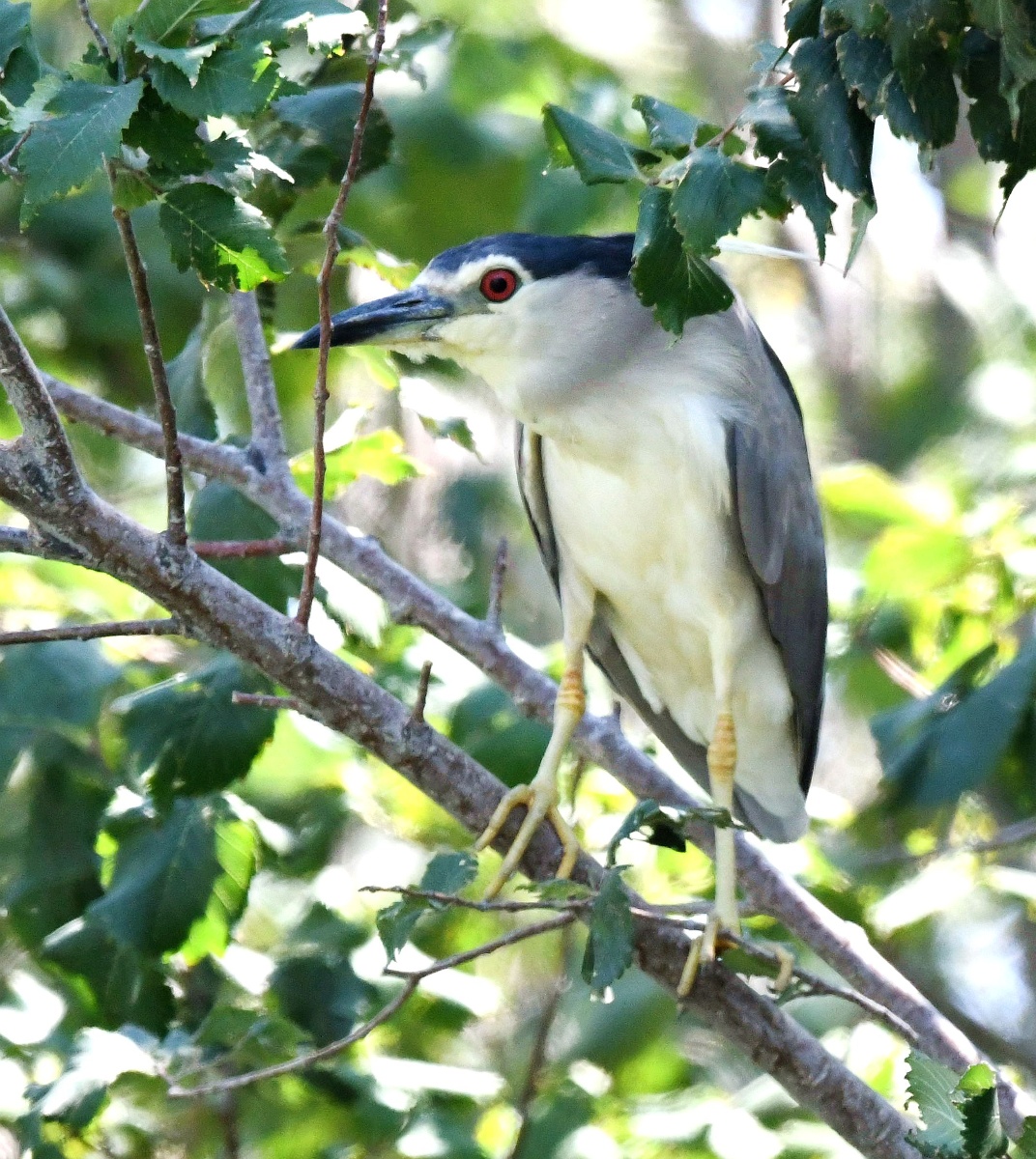 公夜鹭飞翔贪吃