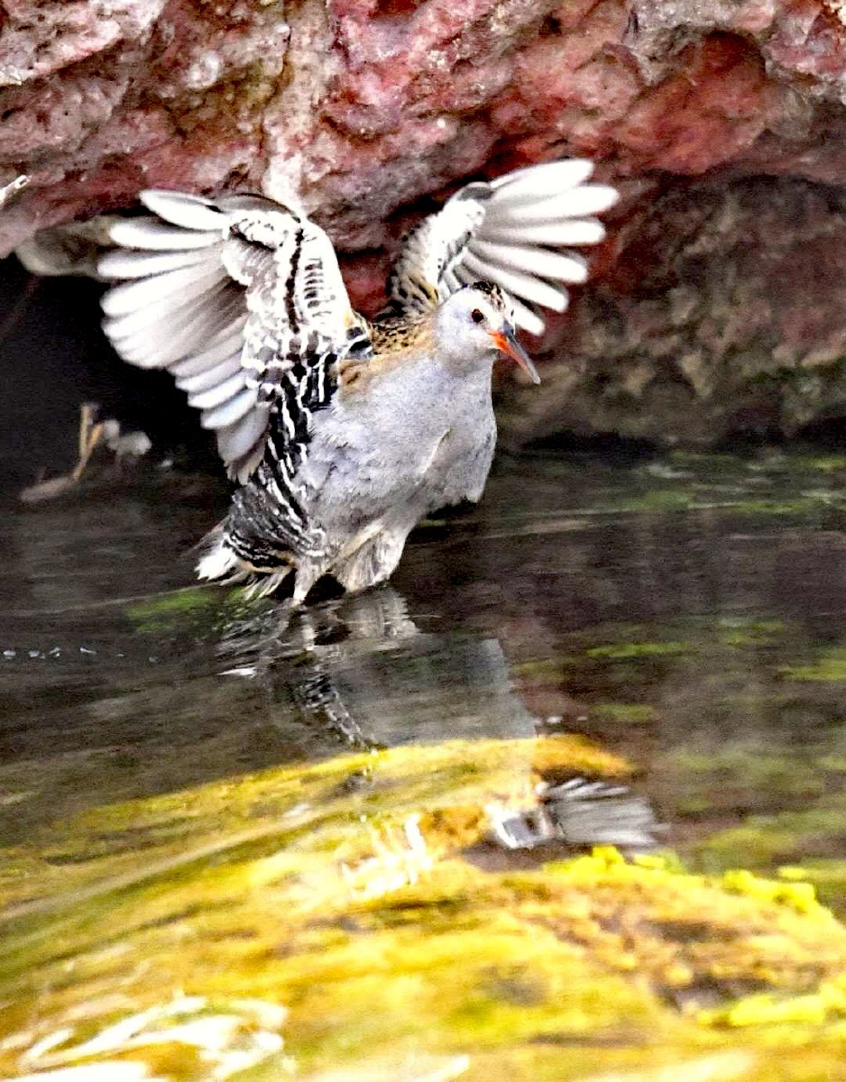 有一种鸡叫秧鸡,到了新疆就叫西方秧鸡.洋气.其它地方叫普通秧鸡.