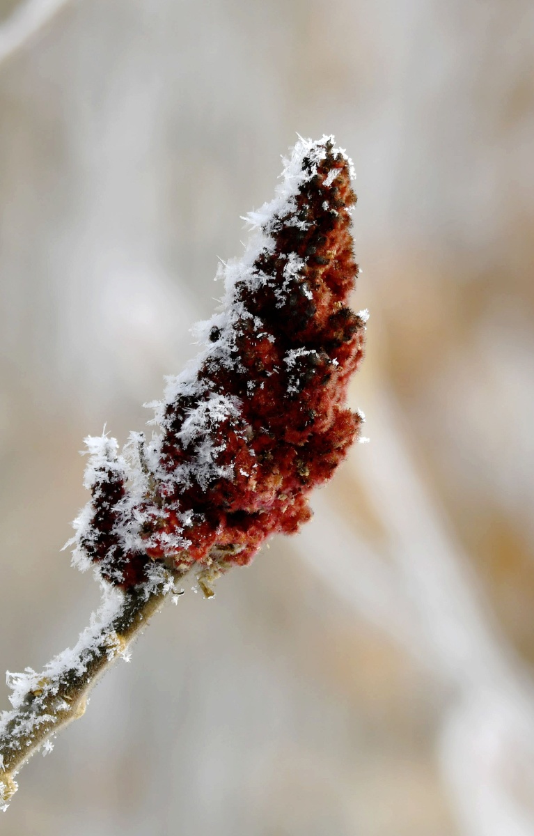 冰花又名未央花