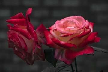 F5140BD7-2C34-45FC-861C-8B87AFFC4B3E/L0/001