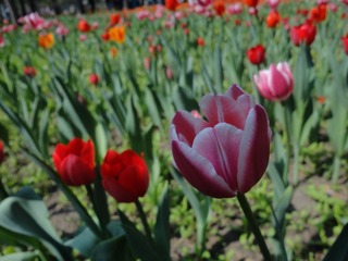 DSC02264.JPG