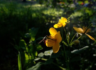 DSC02656ps2.jpg