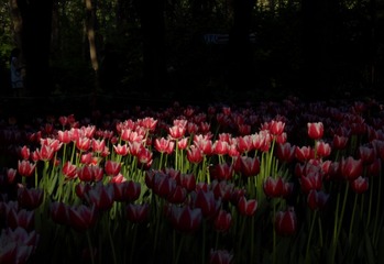 DSC02709ps.jpg