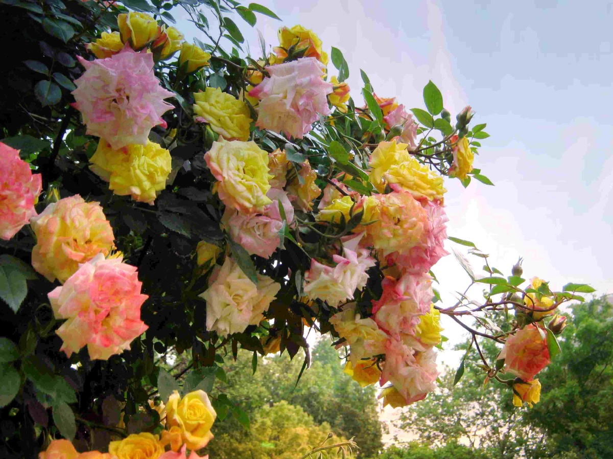 五彩缤纷蔷薇花 - kokokui - 图虫