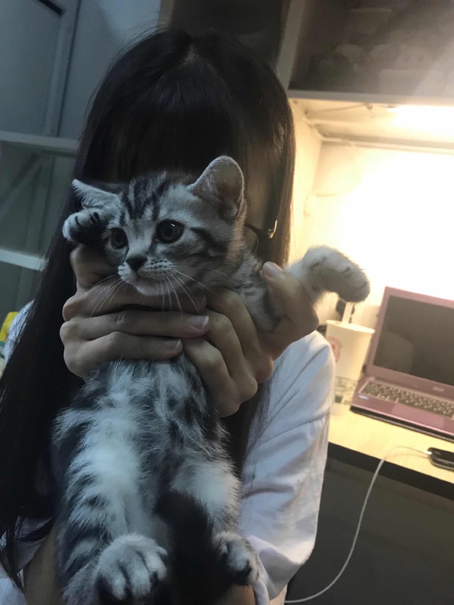猫姑娘