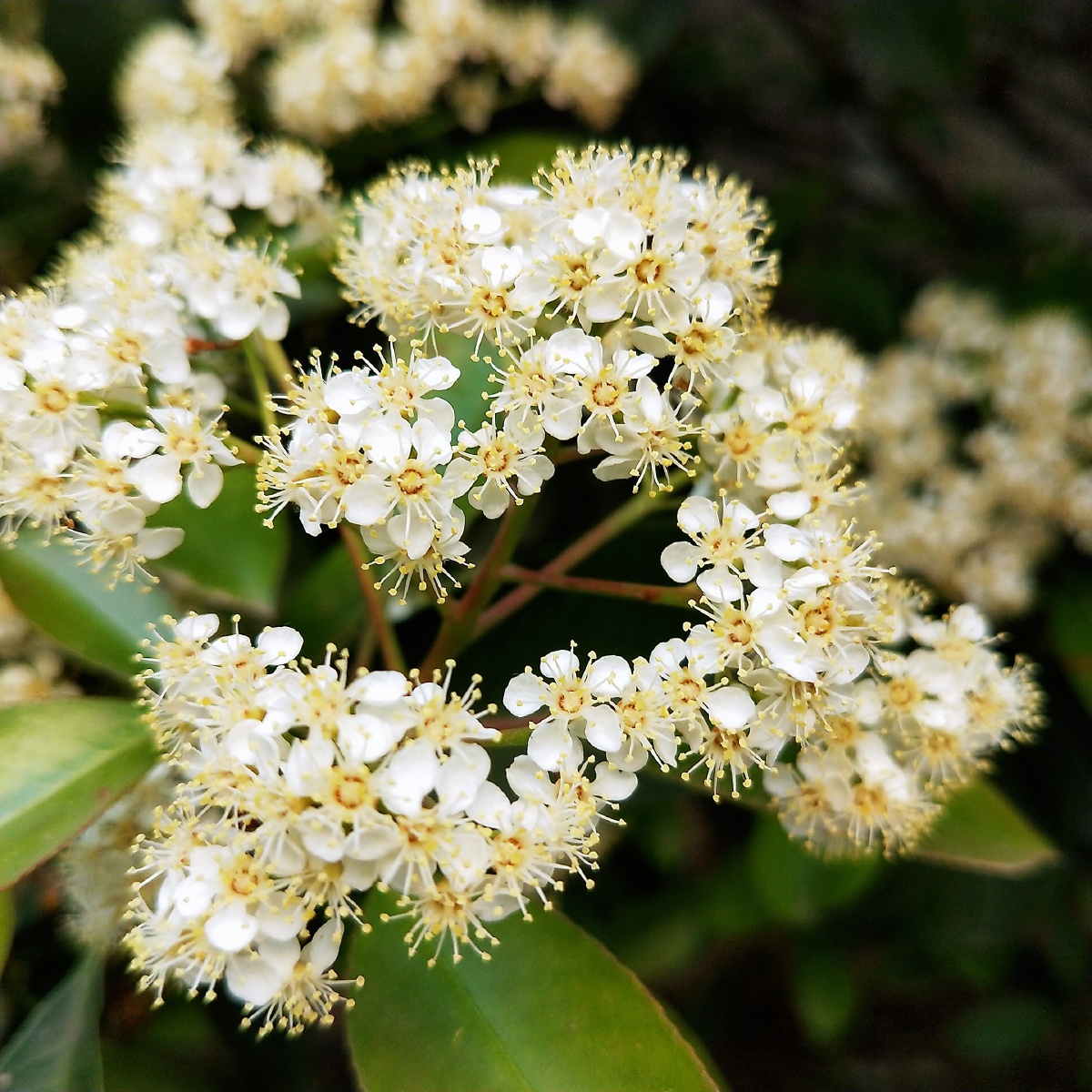 路边的石楠再普通不过了,花开的时候却是如此绚烂!