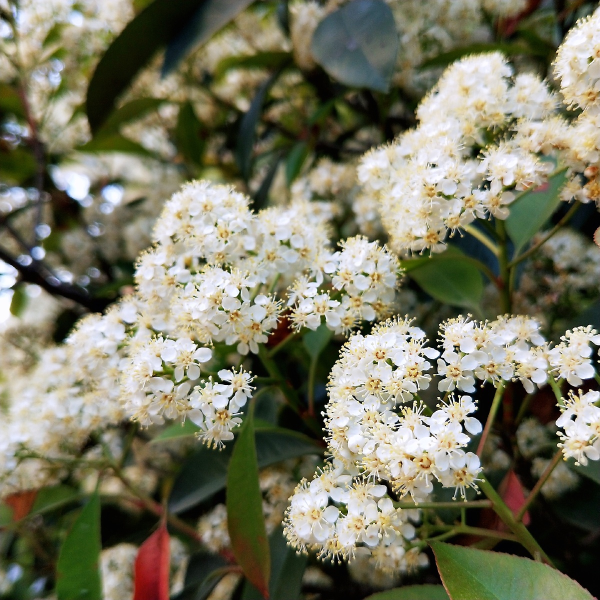 路边的石楠再普通不过了,花开的时候却是如此绚烂!