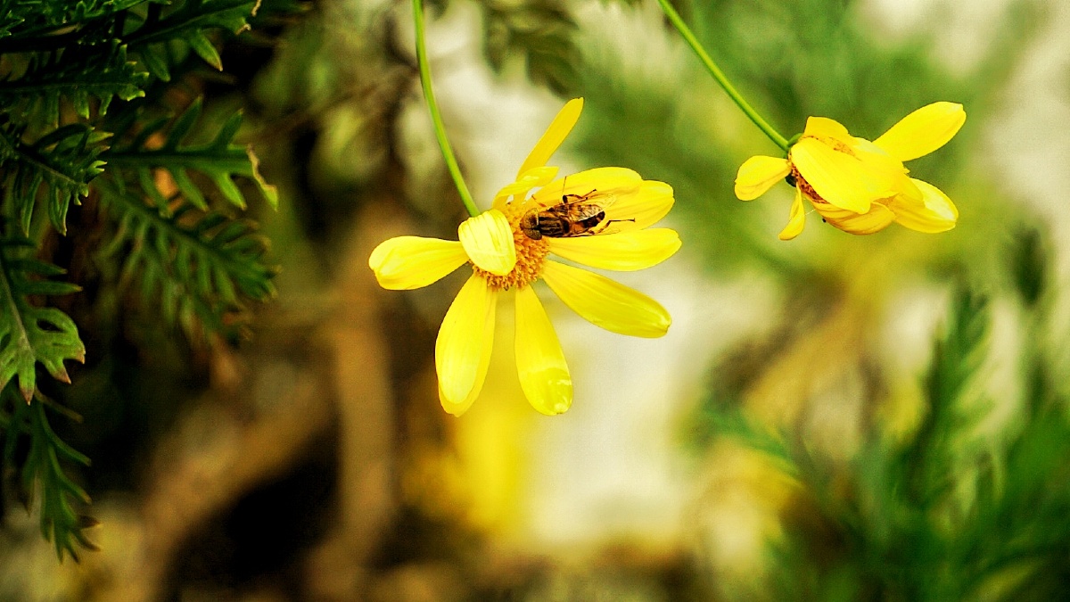 花与虫.属于菊科吧,不敢确定,也没百度,就这样上传了.生命多彩而伟大.