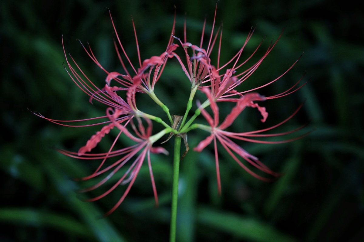 彼岸花又名曼珠沙华花开不见叶,叶长不见花.