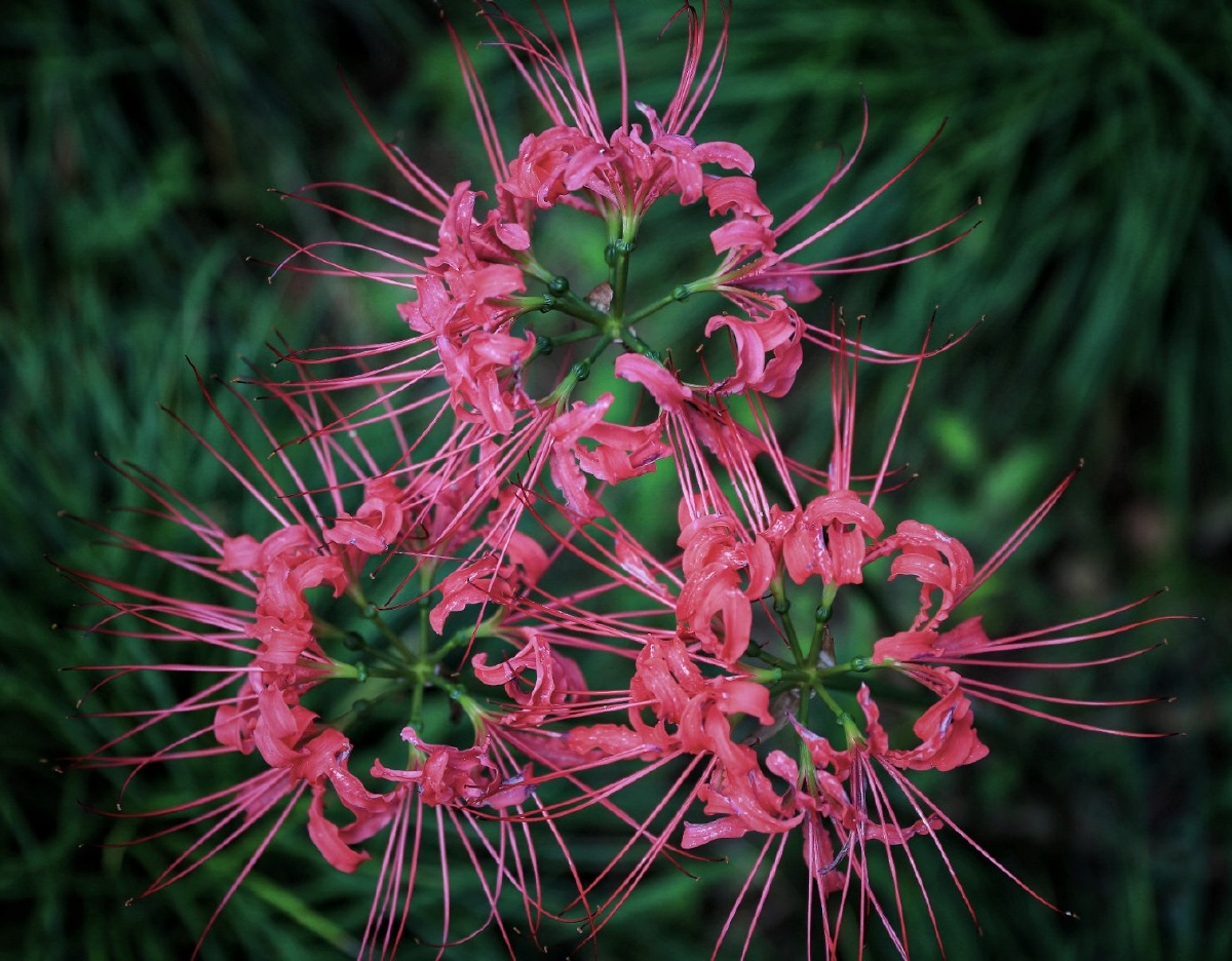 彼岸花又名曼珠沙华花开不见叶,叶长不见花.