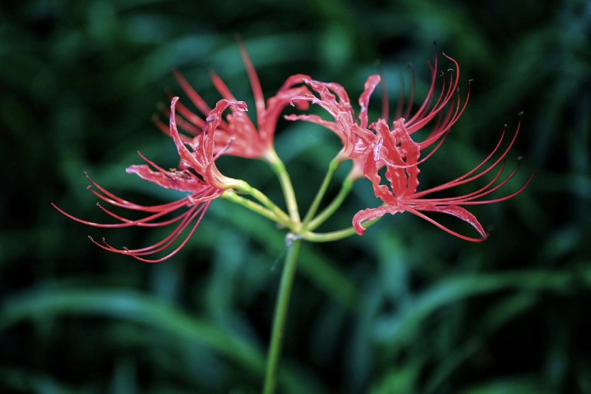 彼岸花又名曼珠沙华花开不见叶,叶长不见花.