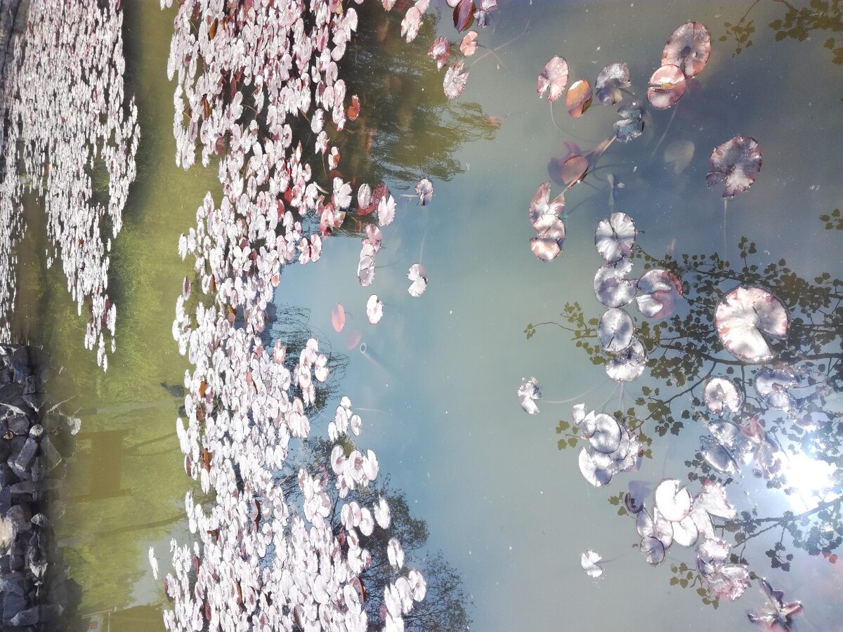 荷花池