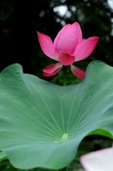 荷