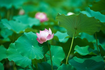 DSC_7111.jpg