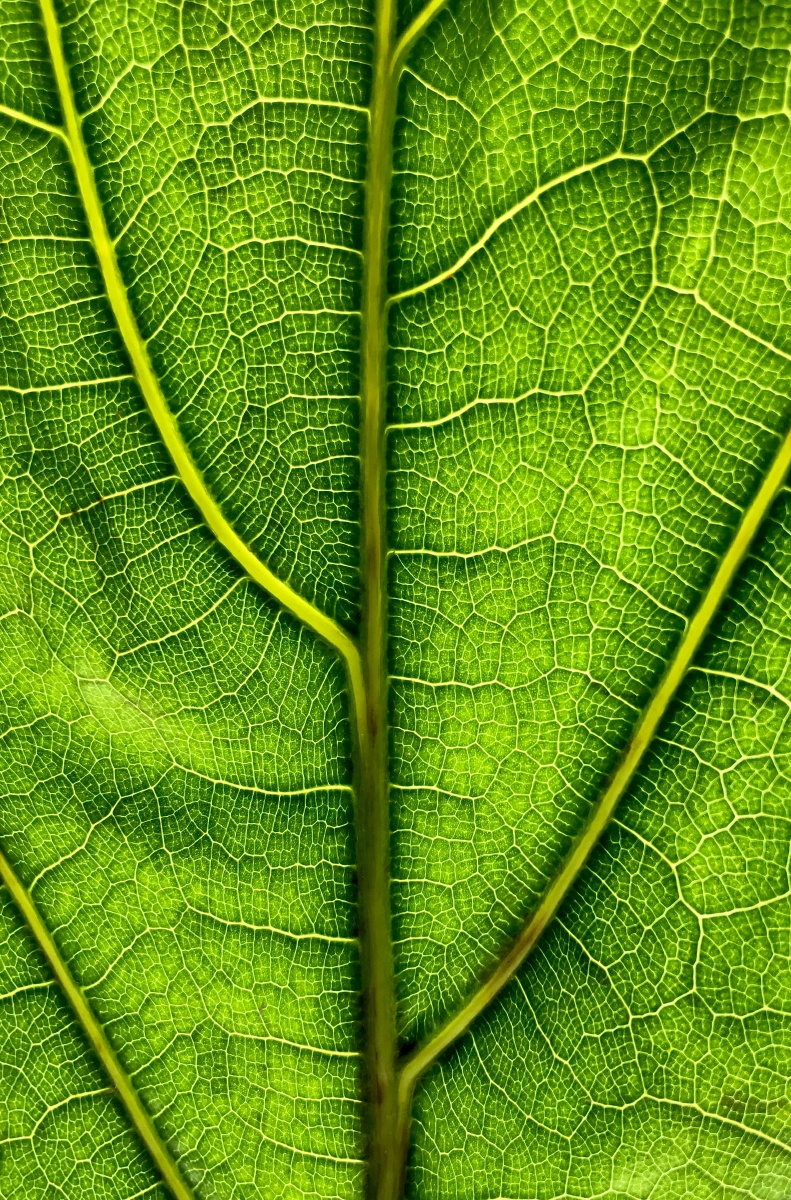 脉络- 造梦电台 - 图虫