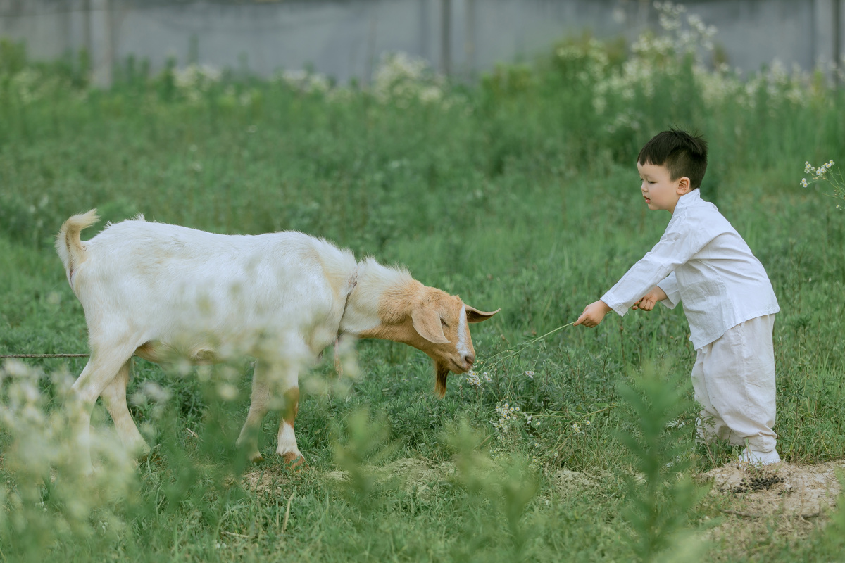 放羊的小牧童青梅竹马