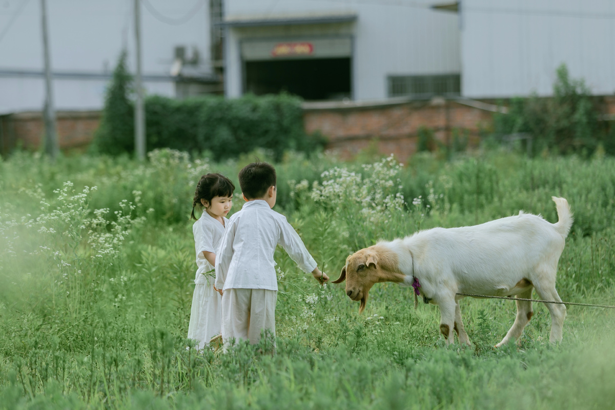 放羊的小牧童青梅竹马