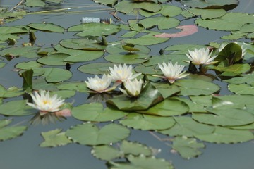 IMG_4354.JPG