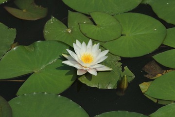 IMG_4356.JPG
