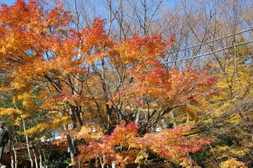 IMG_4942.JPG