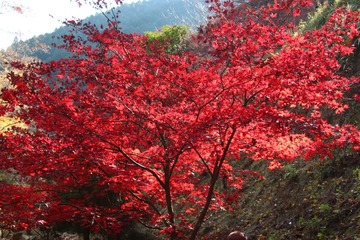 IMG_4975.JPG
