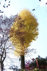 IMG_4982.JPG